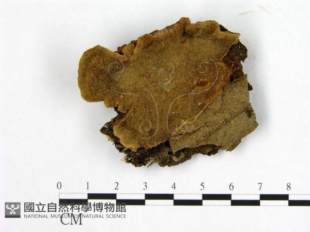 登錄號:F0014169藏品圖，第1張