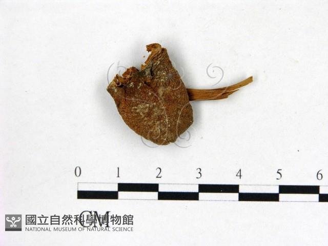 登錄號:F0002169藏品圖，第1張