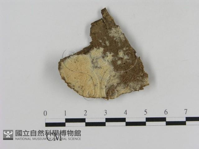 登錄號:F0012169藏品圖，第1張