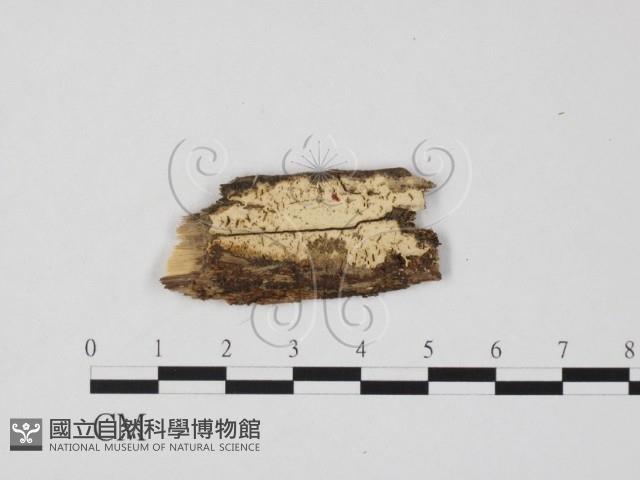 登錄號:F0017169藏品圖，第1張