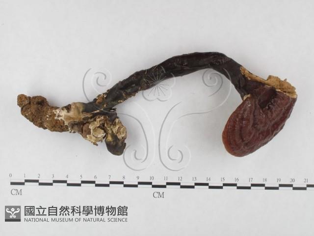 登錄號:F0025169藏品圖，第1張