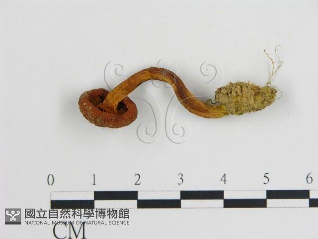 登錄號:F0005169藏品圖，第1張