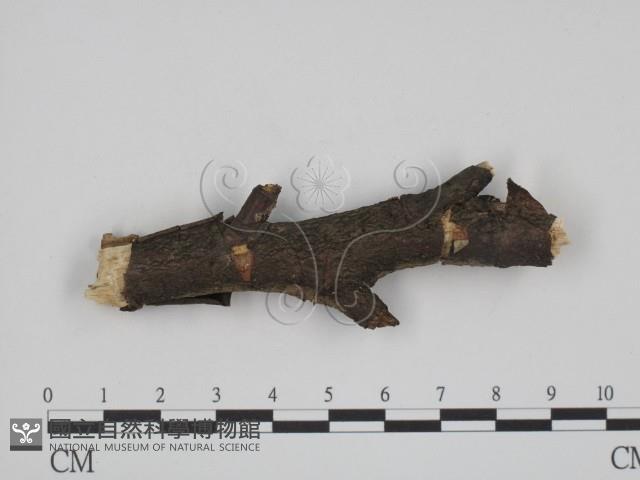 登錄號:F0009169藏品圖，第1張