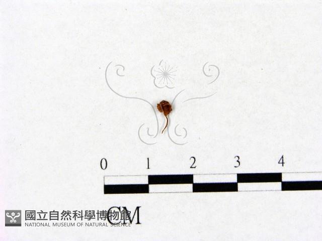 小菇屬藏品圖，第1張