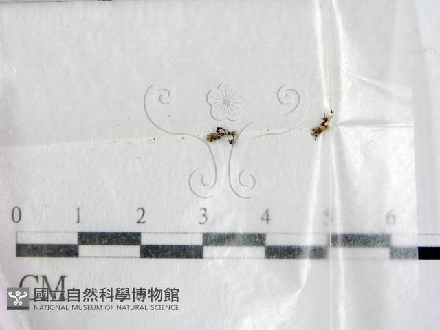 登錄號:F0003169藏品圖，第1張