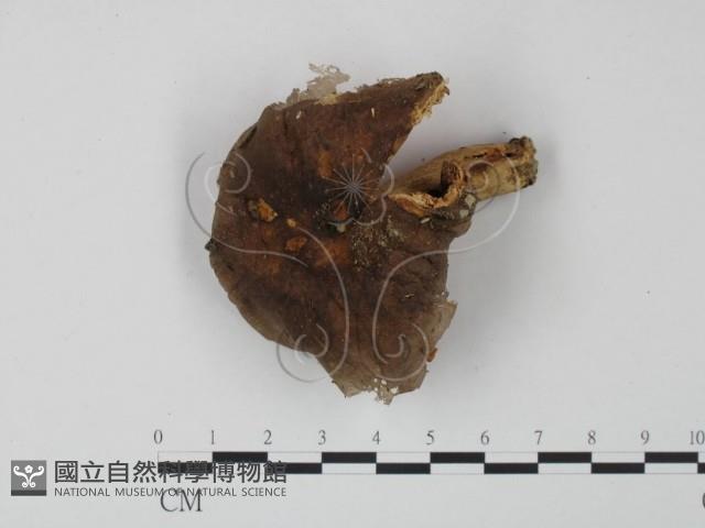 紅菇屬藏品圖，第1張