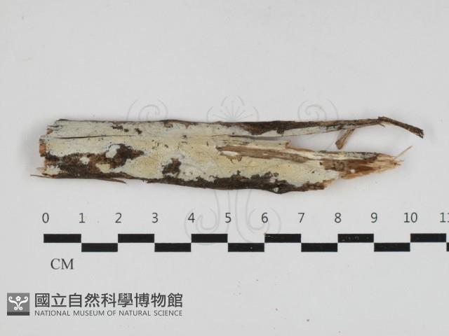 登錄號:F0033169藏品圖，第1張