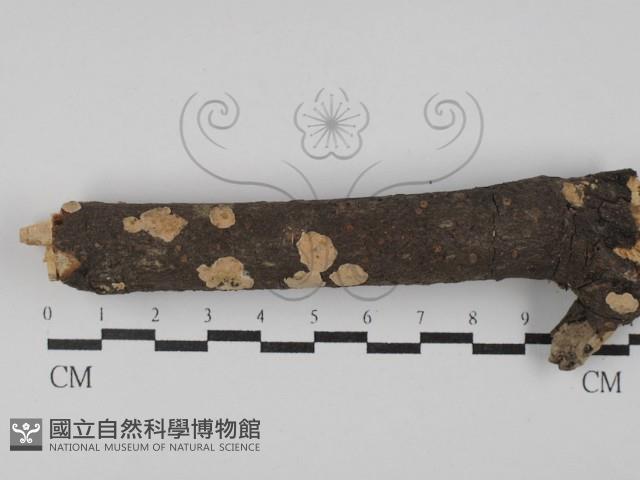 登錄號:F0020069藏品圖，第1張