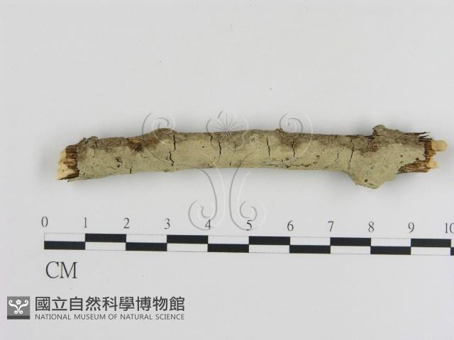 登錄號:F0000069藏品圖，第1張