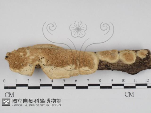 登錄號:F0010069藏品圖，第1張