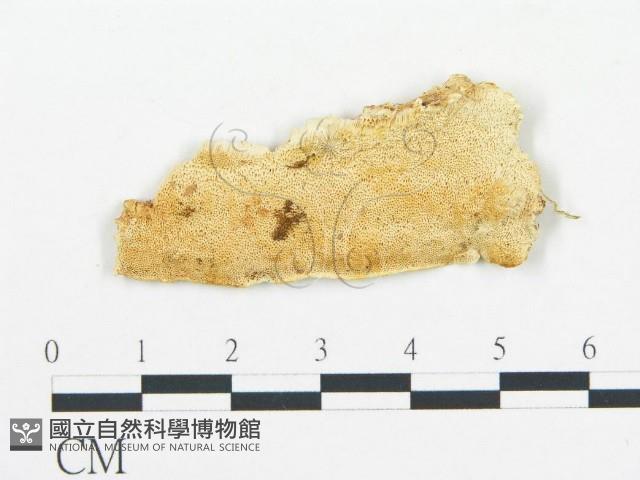 登錄號:F0006069藏品圖，第1張