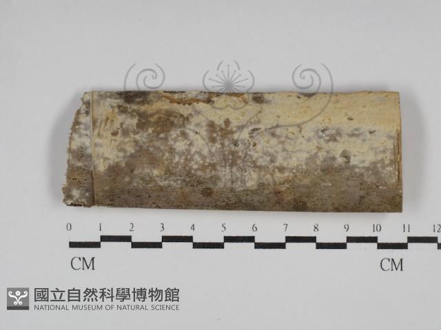登錄號:F0021069藏品圖，第1張