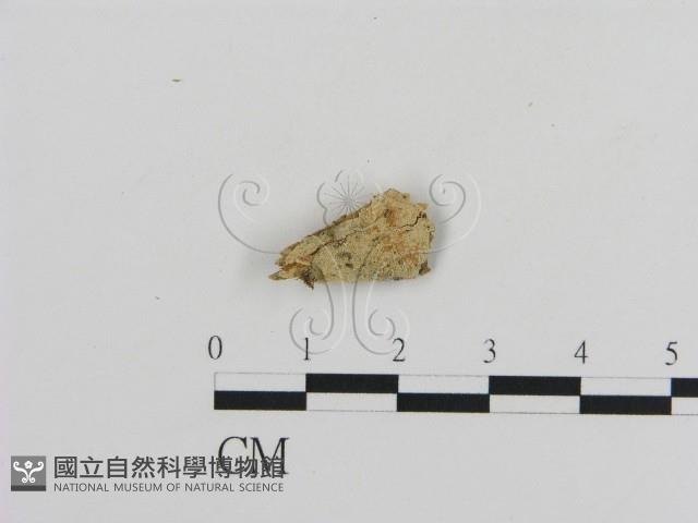 登錄號:F0001069藏品圖，第1張