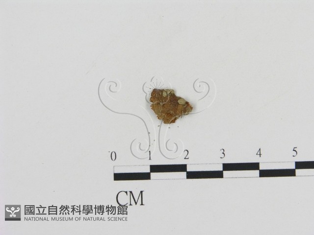 登錄號:F0011069藏品圖，第1張