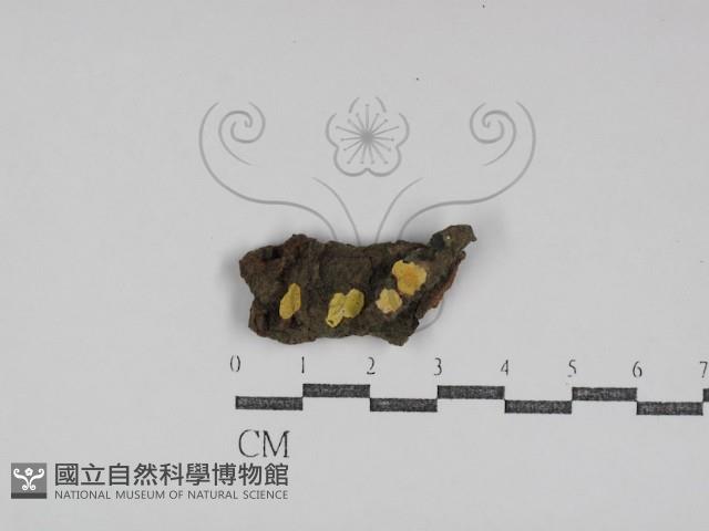 樹狀皮革菌屬藏品圖，第1張