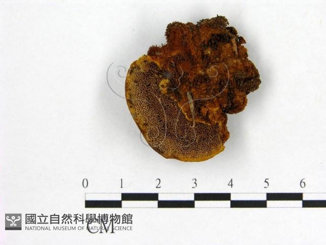 登錄號:F0014069藏品圖，第1張