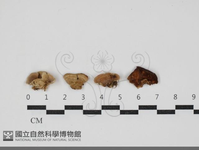 齒耳菌屬藏品圖，第1張