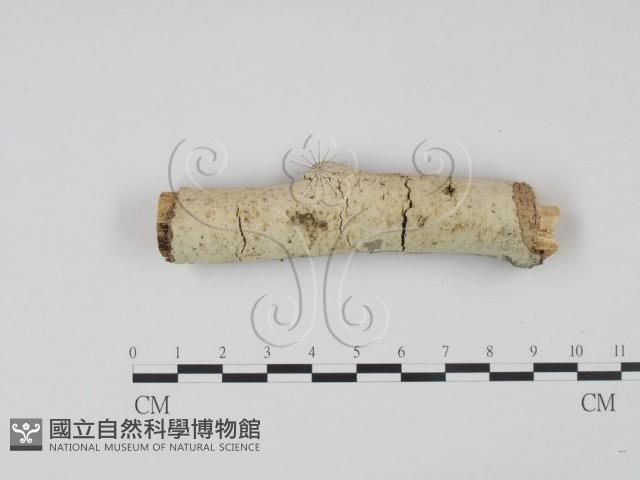 剛毛絲皮菌藏品圖，第1張