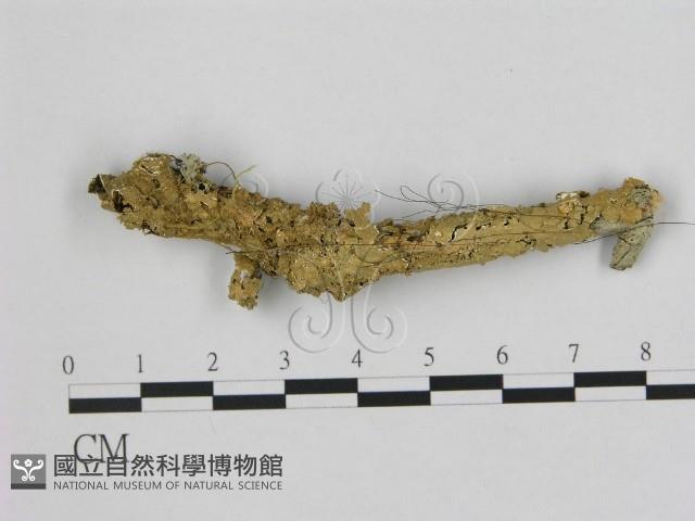 小皮傘屬藏品圖，第1張