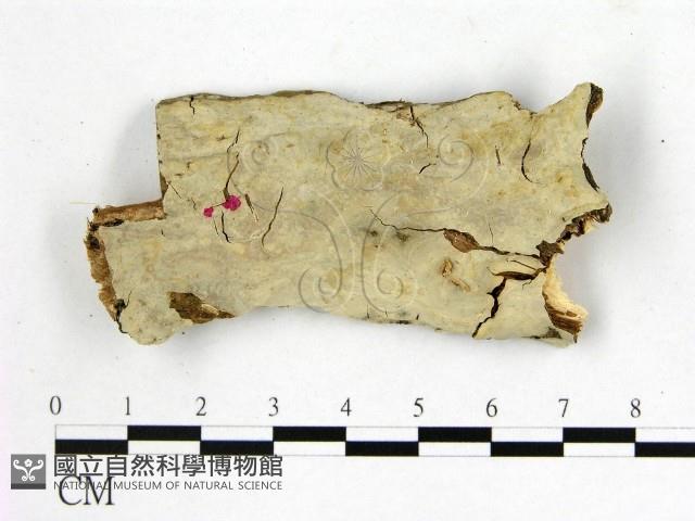 燈籠囊擬射脈菌藏品圖，第1張