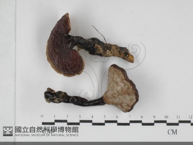 登錄號:F0032069藏品圖，第1張