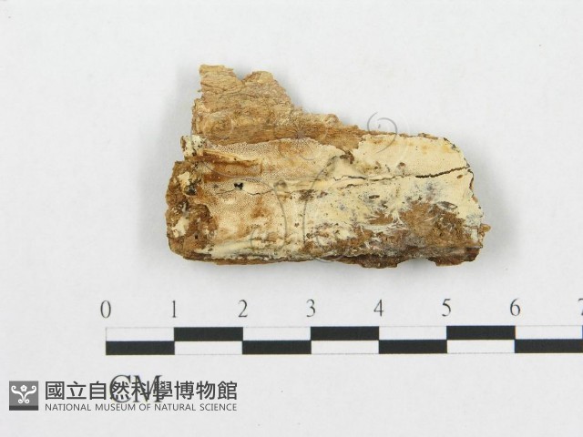 登錄號:F0007069藏品圖，第1張
