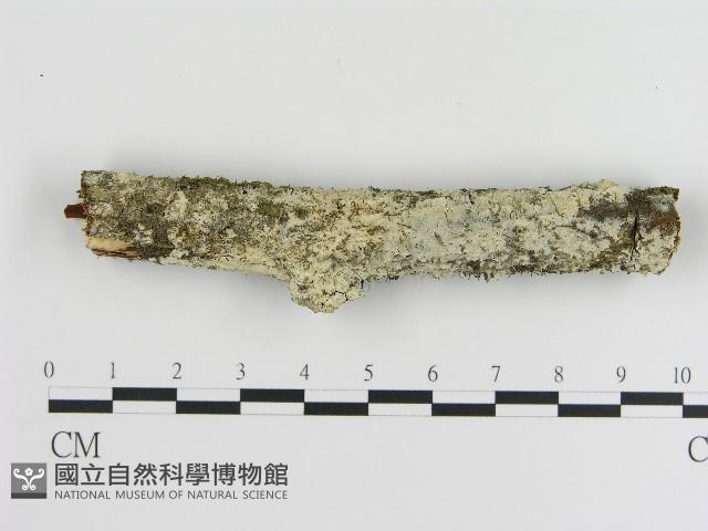 登錄號:F0017069藏品圖，第1張