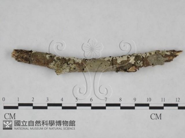 登錄號:F0025069藏品圖，第3張