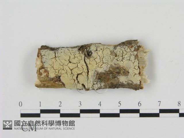 剛毛絲皮菌藏品圖，第1張