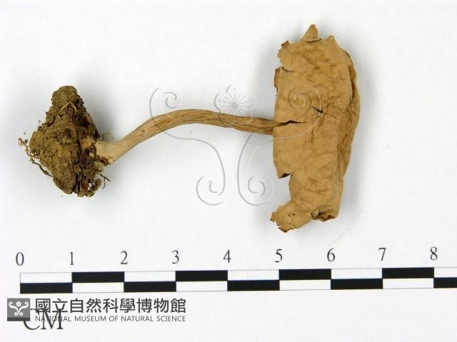 登錄號:F0023069藏品圖，第1張