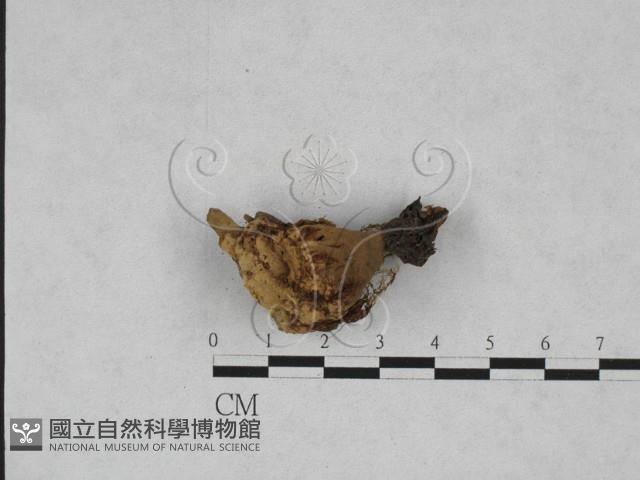 登錄號:F0003069藏品圖，第1張