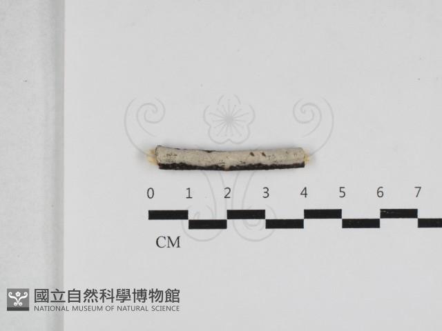 登錄號:F0033069藏品圖，第1張