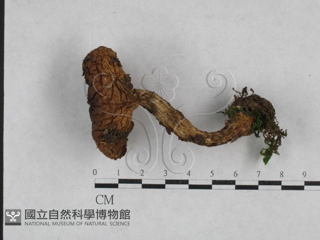 登錄號:F0028369藏品圖，第1張