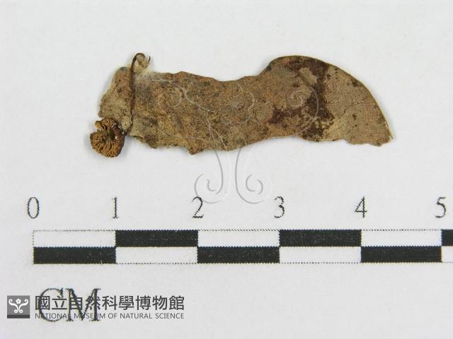 粉褶菌屬藏品圖，第1張