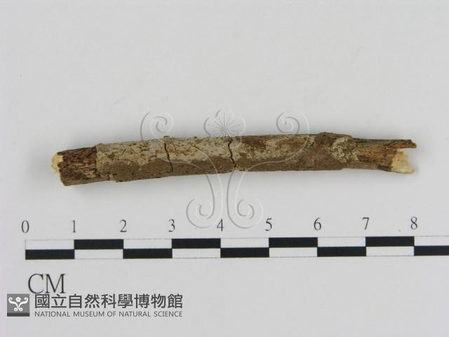 登錄號:F0020369藏品圖，第1張