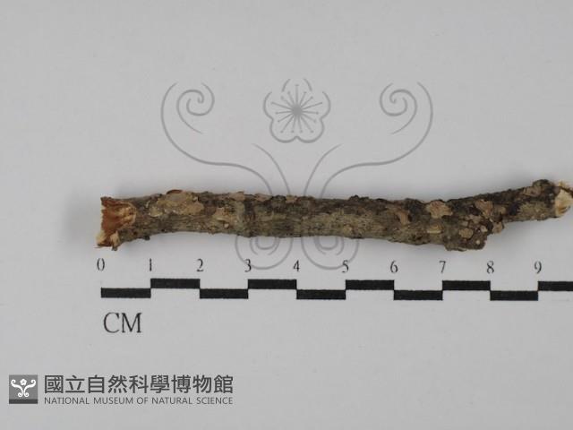 登錄號:F0000369藏品圖，第1張