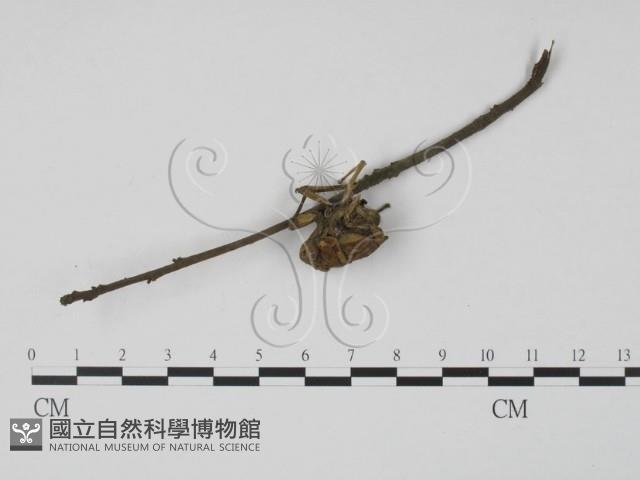 登錄號:F0010369藏品圖，第1張