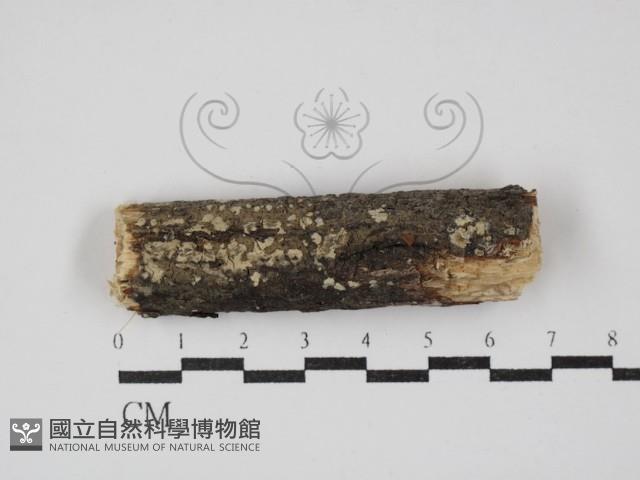 登錄號:F0030369藏品圖，第1張