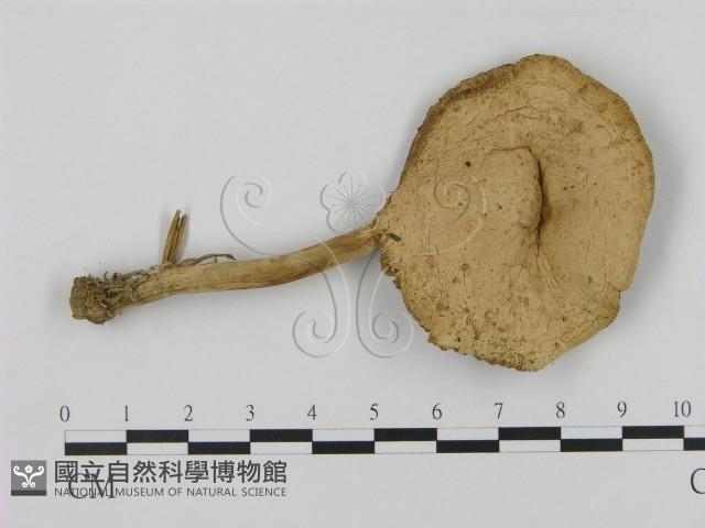 登錄號:F0016369藏品圖，第3張