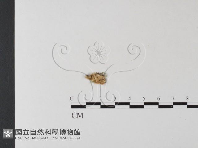 登錄號:F0021369藏品圖，第1張