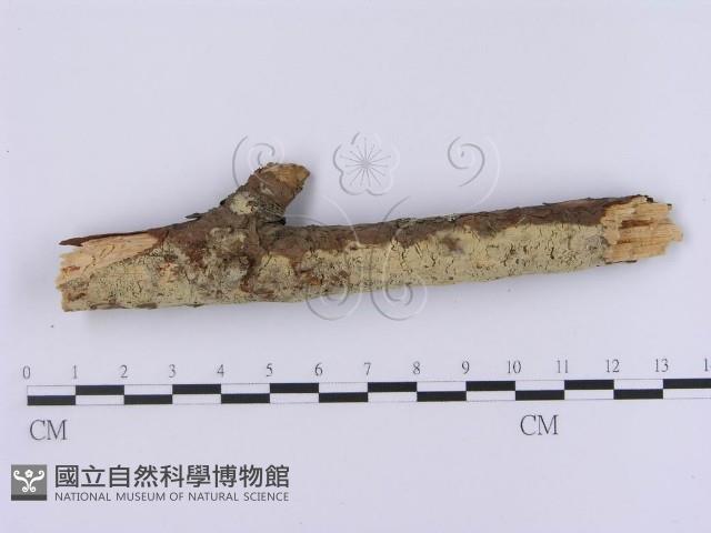 登錄號:F0001369藏品圖，第1張