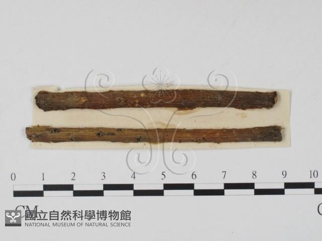 登錄號:F0011369藏品圖，第1張