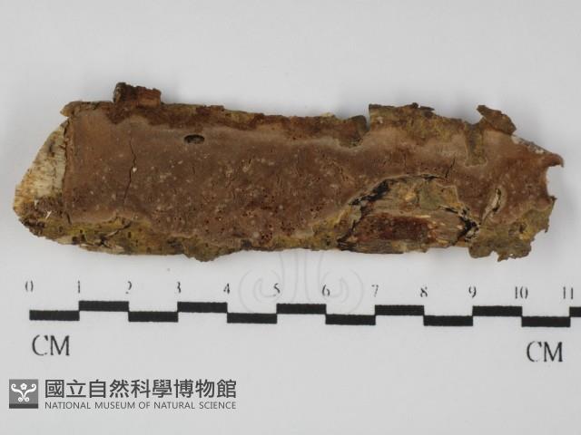 登錄號:F0031369藏品圖，第1張