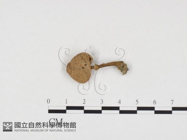 登錄號:F0024369藏品圖，第1張