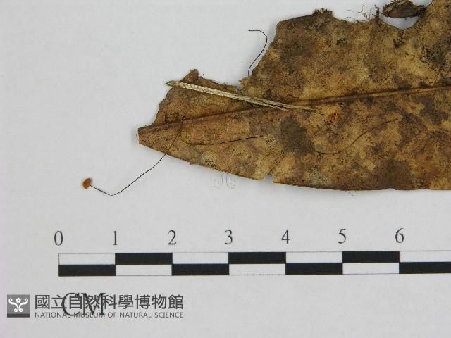 登錄號:F0004369藏品圖，第1張
