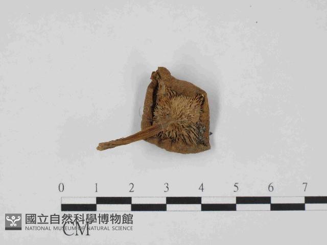 登錄號:F0014369藏品圖，第1張