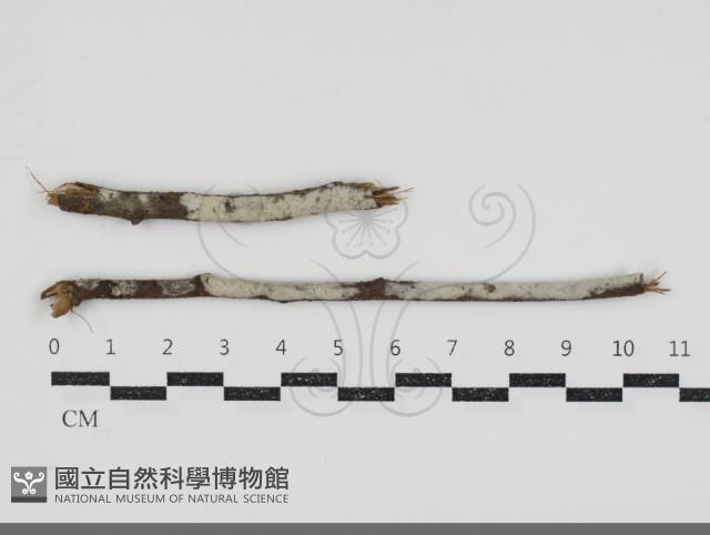 登錄號:F0034369藏品圖，第1張