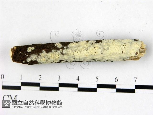 登錄號:F0022369藏品圖，第1張