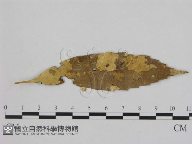 登錄號:F0002369藏品圖，第1張