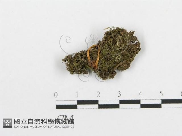 登錄號:F0012369藏品圖，第1張